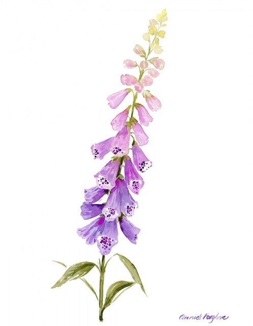 Annie's Foxglove I