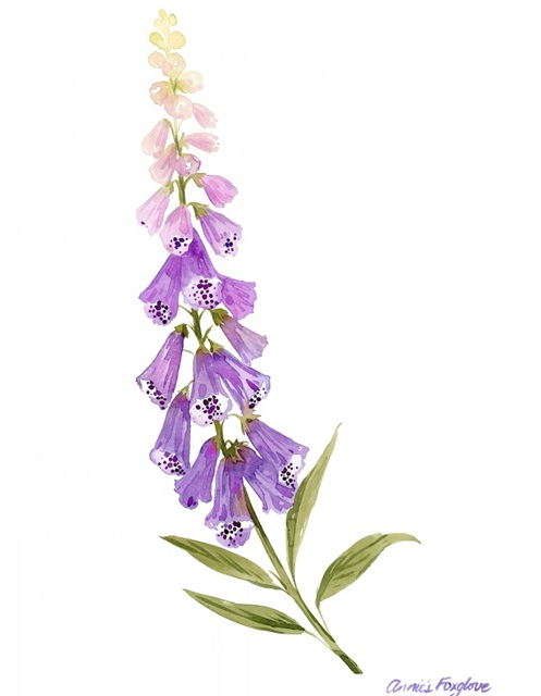 Annie's Foxglove II