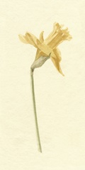Vintage Daffodil II