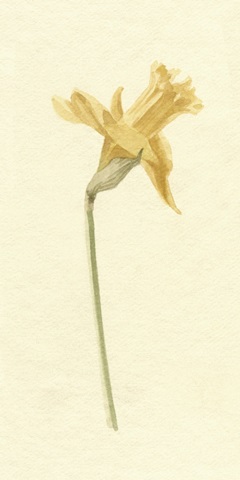 Vintage Daffodil II