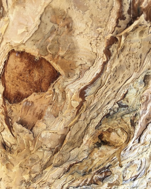Tree Texture Triptych II