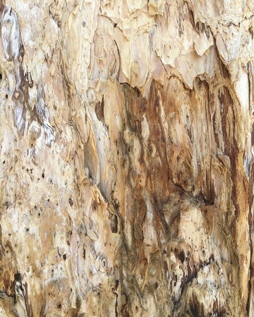 Tree Texture Triptych III