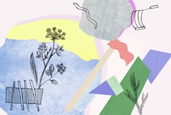 Flower-Field Collection A