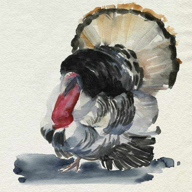 Watercolor Turkey II