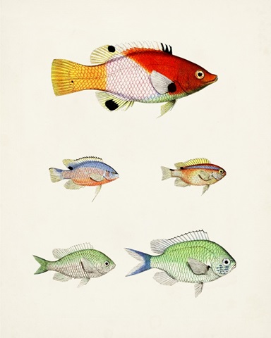 Colorful Tropical Fish I