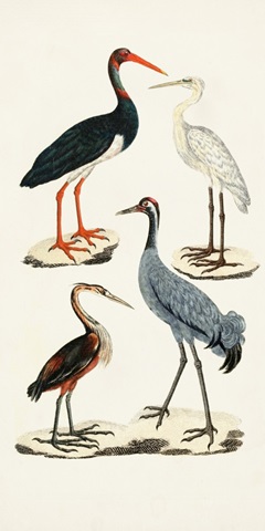Waterbird Varieties I