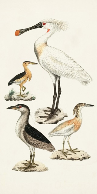 Waterbird Varieties II