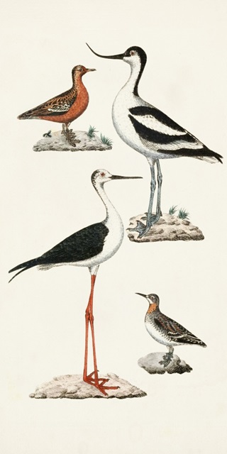 Waterbird Varieties III