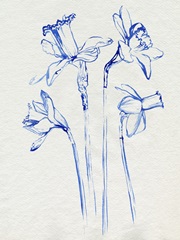 Inky Daffodils II