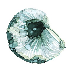 Blue Barnacle I