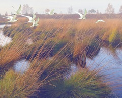 Marshland Hues II