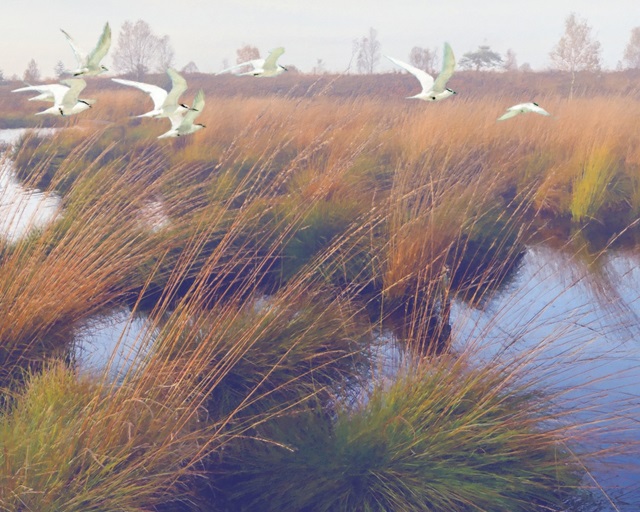 Marshland Hues II