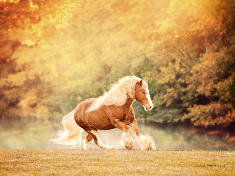 Horse Motion II