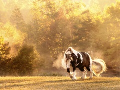 Horse Motion III