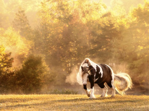 Horse Motion III