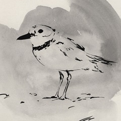 Inky Plover II