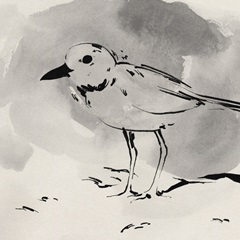 Inky Plover IV