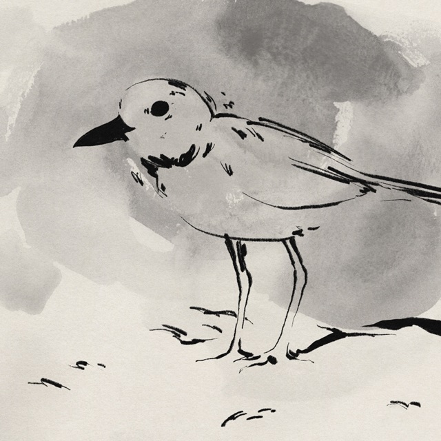 Inky Plover IV