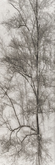 Tree Triptych I