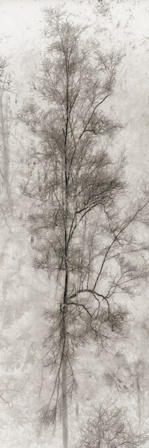 Tree Triptych II