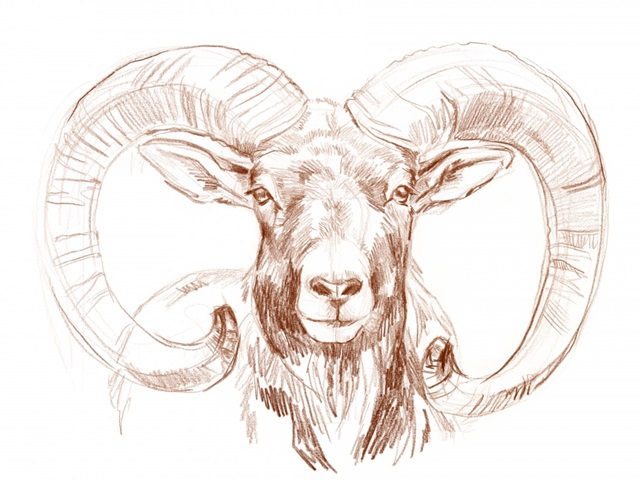 Big Horn Sheep I