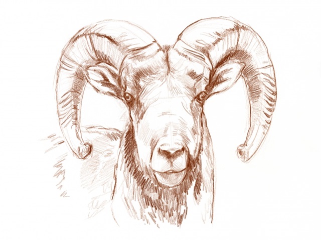 Big Horn Sheep II