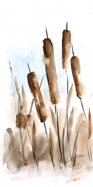 Watercolor Cattail Study II