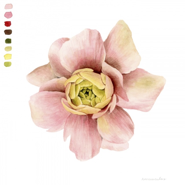 Watercolor Ranunculus Study I