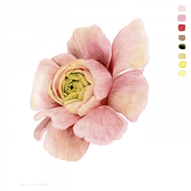 Watercolor Ranunculus Study II