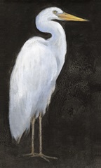 White Heron Portrait I