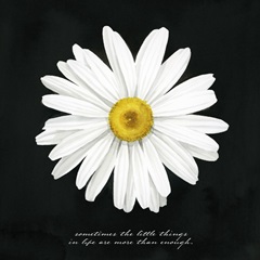 Delicate Daisy I