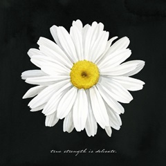 Delicate Daisy II