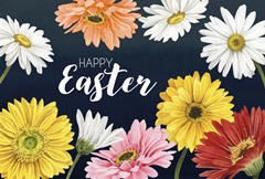 Gerbera Daisy Easter Collection A