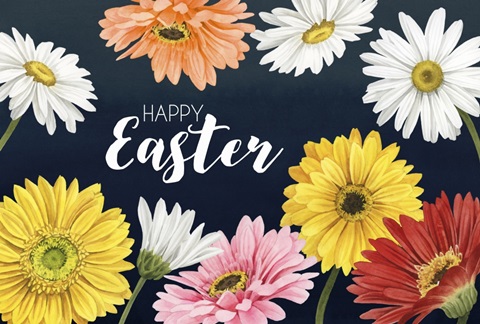 Gerbera Daisy Easter Collection A