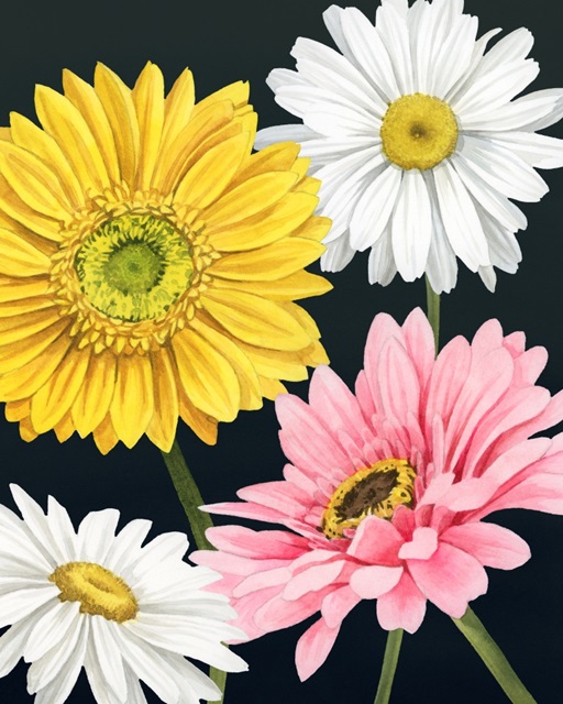 Gerbera Daisy I