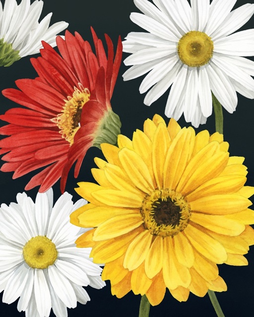 Gerbera Daisy II