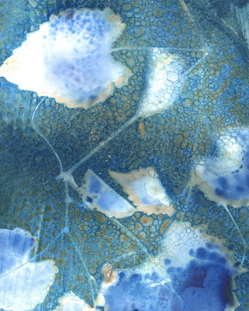 Cyanotype Leaves I