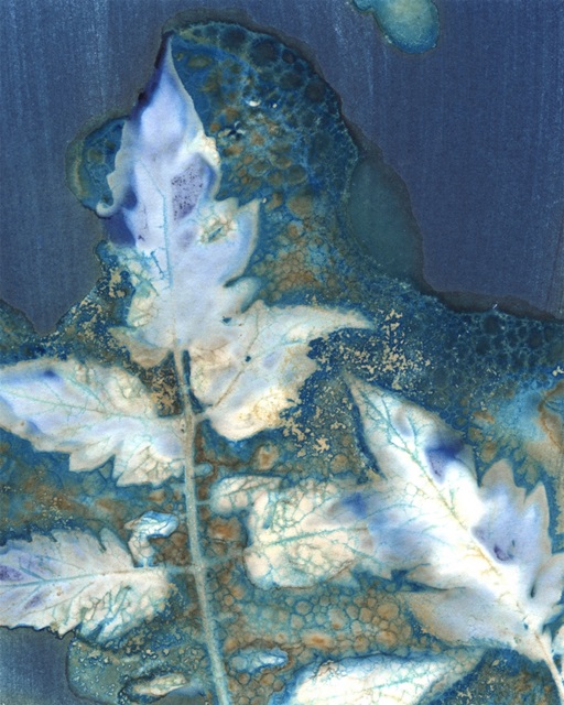 Cyanotype Leaves II