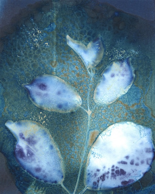 Cyanotype Leaves III