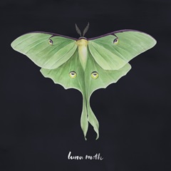 Luna Moth I