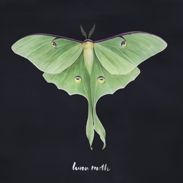 Luna Moth I