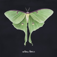 Luna Moth II