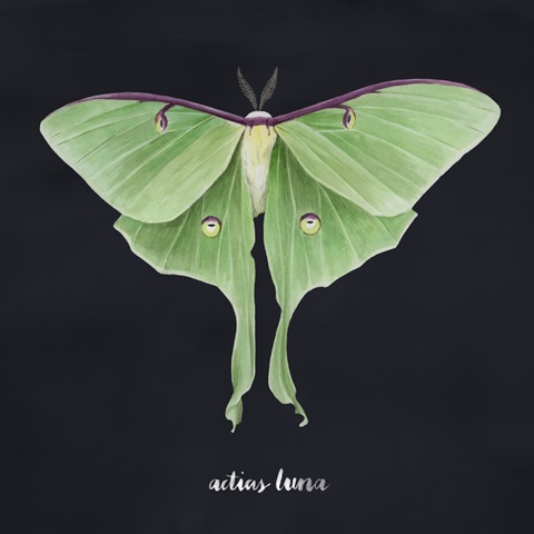 Luna Moth II