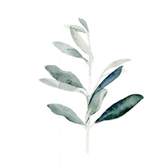 Summer Olive Branch I