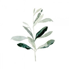 Summer Olive Branch II