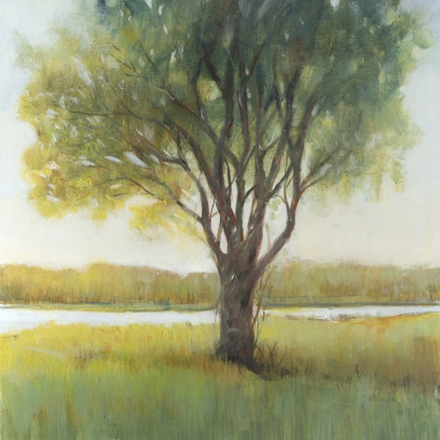 Shade Tree II