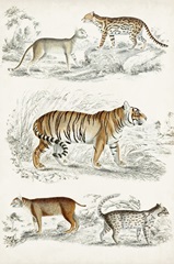 Journal of Natural History II