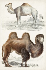 Journal of Natural History III