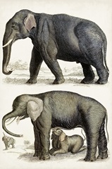 Journal of Natural History IV