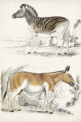 Journal of Natural History V